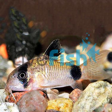 Corydoras Panda 4.5cm