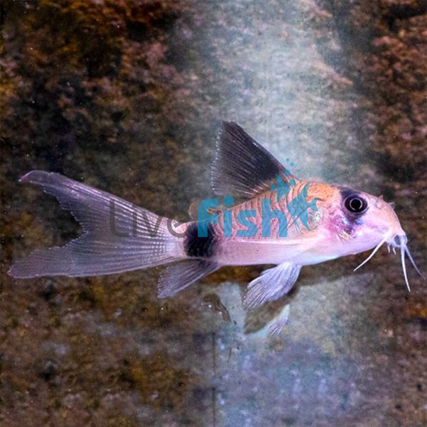 Longfin Panda Corydoras 3cm