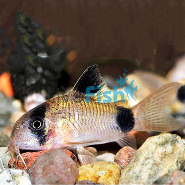 Panda Corydoras 3.5cm