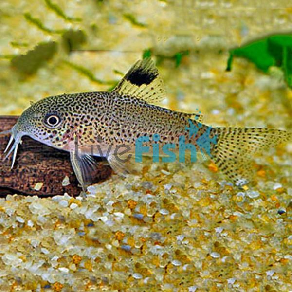 Corydoras Punctatus 3.5cm