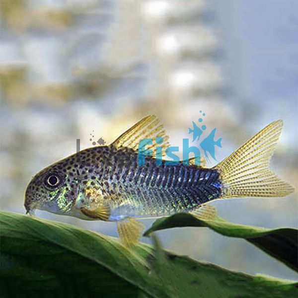 Corydoras Similis 4cm