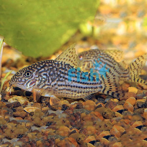 Sterbai Corydoras 5cm