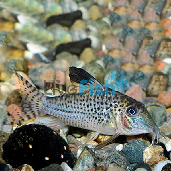 Corydoras Acutus - Black Top 3.5cm