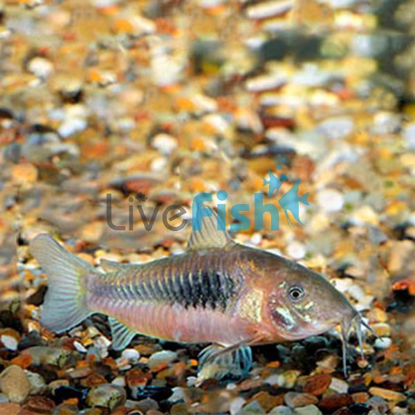Bronze Corydoras 3.5cm