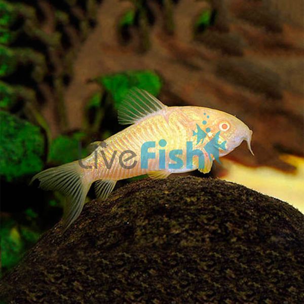 Albino Corydoras 4cm