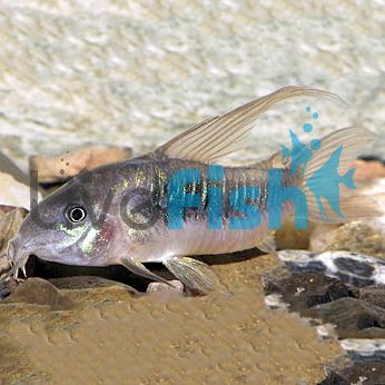Bronze Longfin Corydoras 3cm