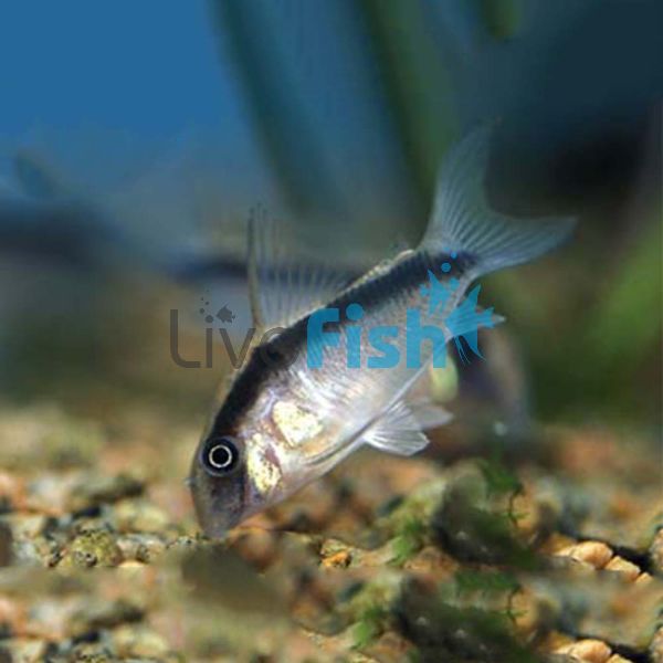 Arcuatus Corydoras - Wild Caught 3.5cm