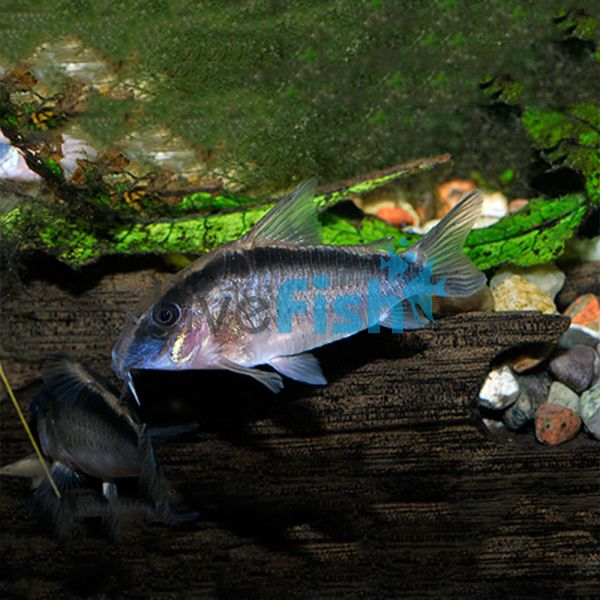 Arcuatus Corydoras 3cm