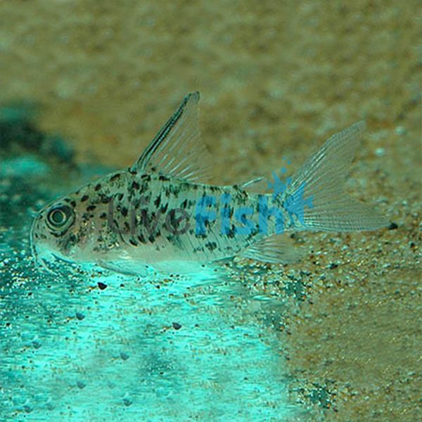 Armatus Corydoras - Wild Caught 4.5cm