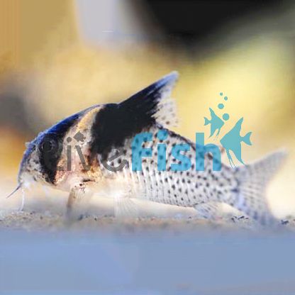 Brevirostris Orinoco Corydoras 6cm