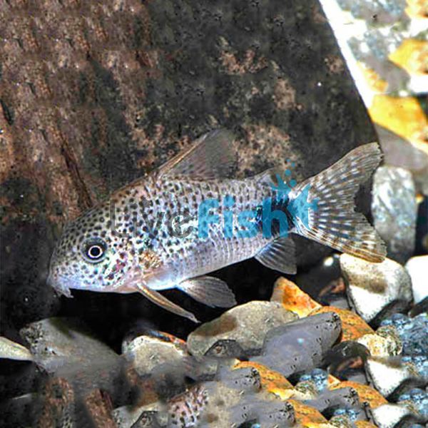 Caudimaculatus Corydoras - Wild Caught 3cm