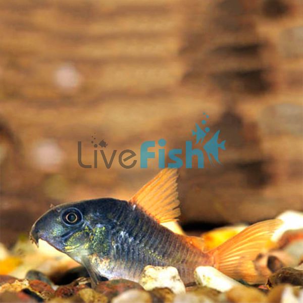 Concolor Corydoras 3cm