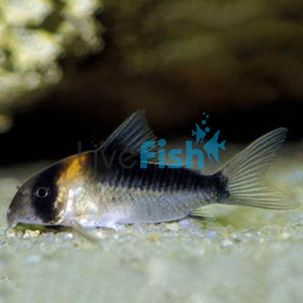 Duplicareus Corydoras 3.5cm