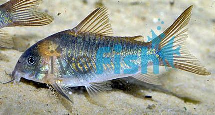Eques Corydoras 4cm - Wild 
