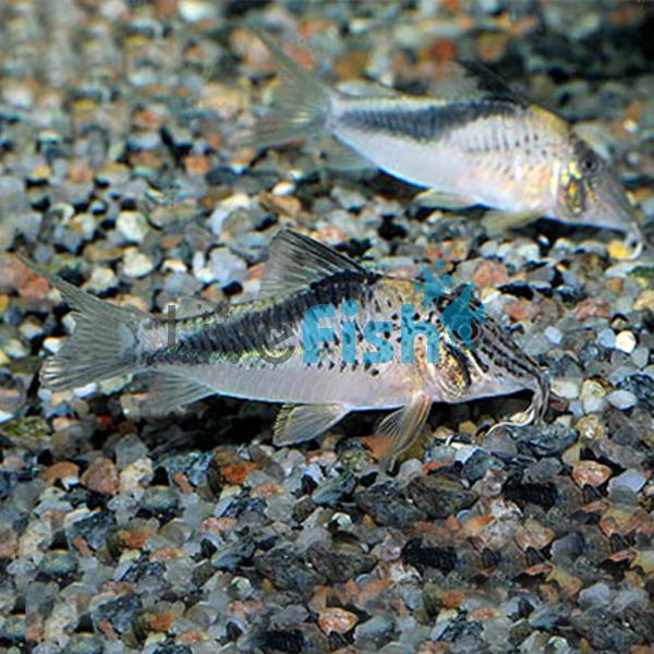 Corydoras Fowleri - Wild Caught 5cm