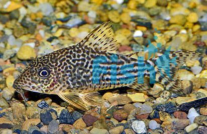 Haraldshultzi Corydoras - Wild Caught 4cm