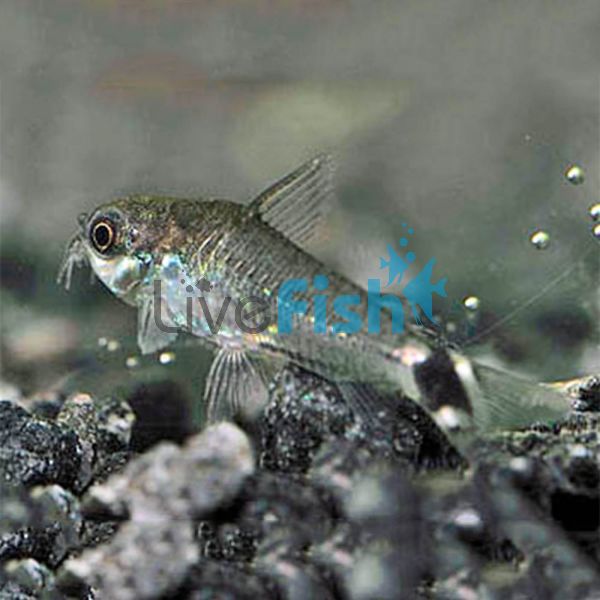 Hastatus Corydoras 2cm