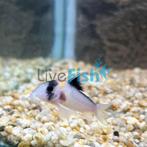 Corydoras Lineage 9 C121 4cm