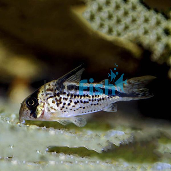 Loxozonus Corydoras 3.5cm