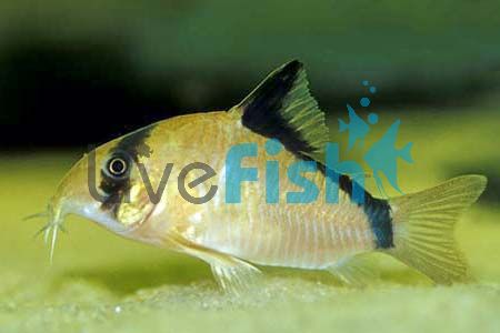 XL Metae Corydoras 4.5cm