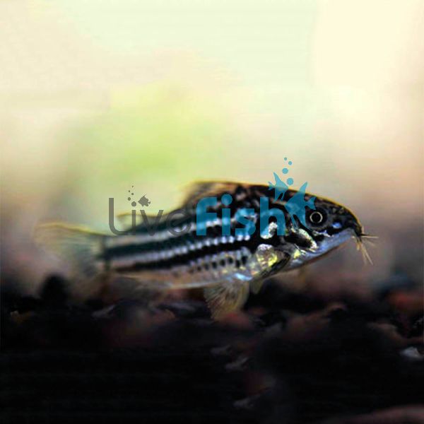 Nanus Corydoras 3.5cm 