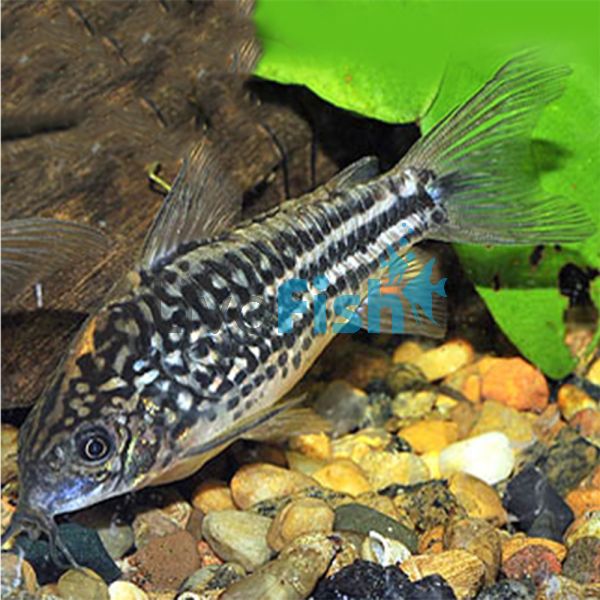 Napoensis Corydoras 3cm