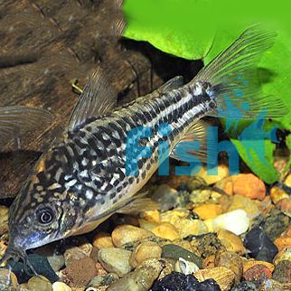 Napoensis Corydoras 3.5cm