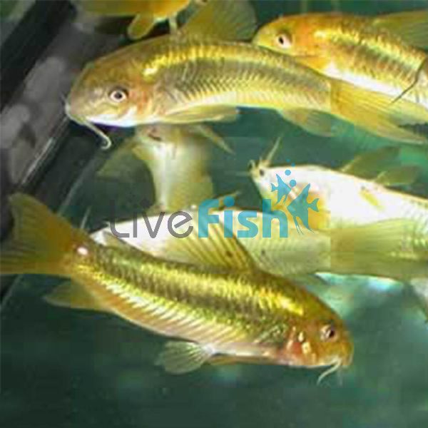 Corydoras Aeneus Neon Green Stripe (Wild Caught) 3.5cm