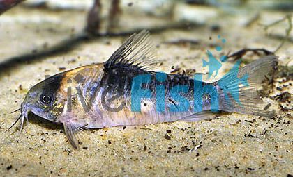 Nijsseni Corydoras 4cm