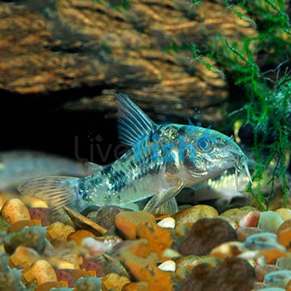 Peppered Corydoras 5cm