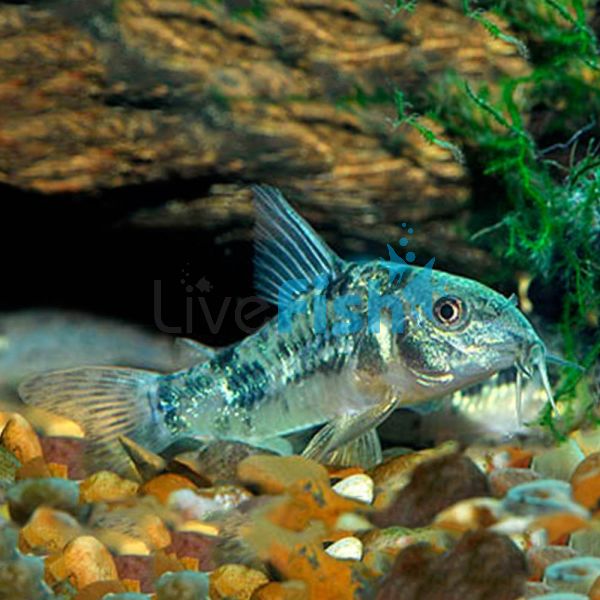 Peppered Corydoras 6cm