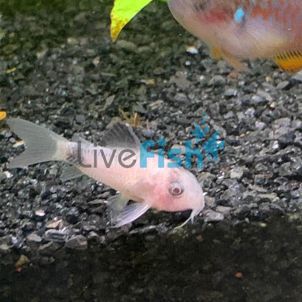 Corydoras Panda - Snow White 3cm 