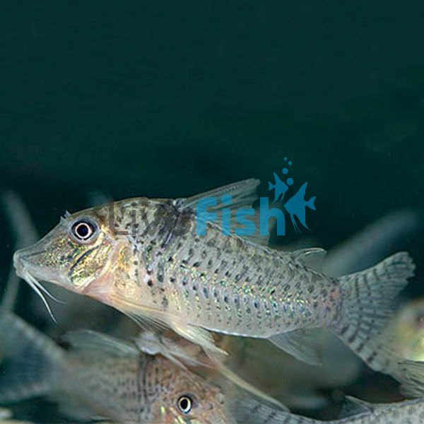 Pastazensis Corydoras - Wild Caught 4cm 