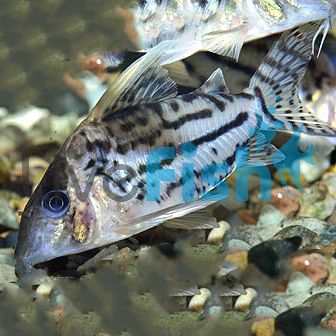 Corydoras Cf Pulcher 5cm
