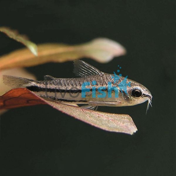 Corydoras Pygmaeus 1.5cm