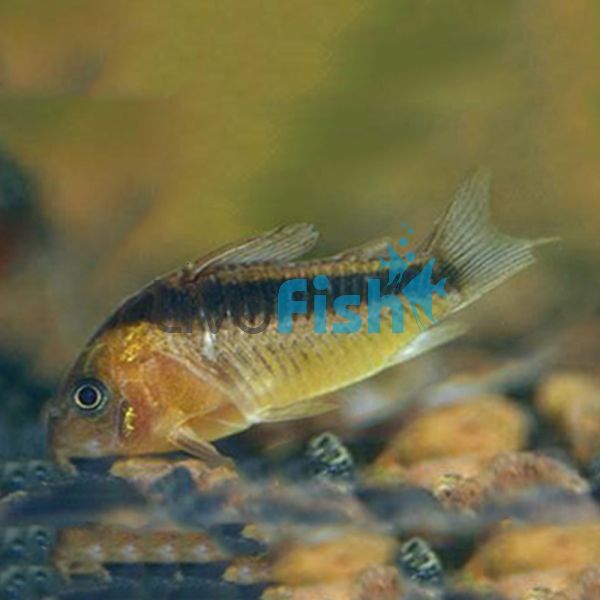 Rabauti Corydoras 3.5cm