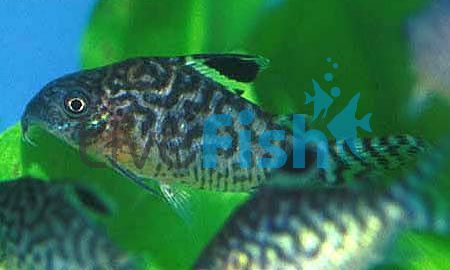 Corydoras Reticulatus 3.5cm