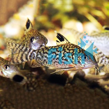 Corydoras Reticulatus - Wild Caught 4cm