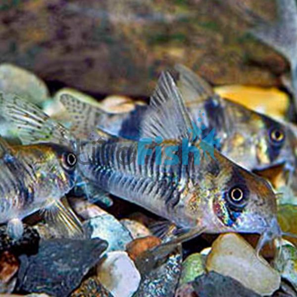 Corydoras Reynoldsi - Bumblebee Cory 4cm