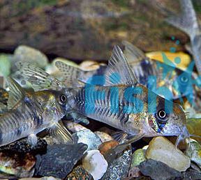 Corydoras Tukano Bumblebee Cory Wild