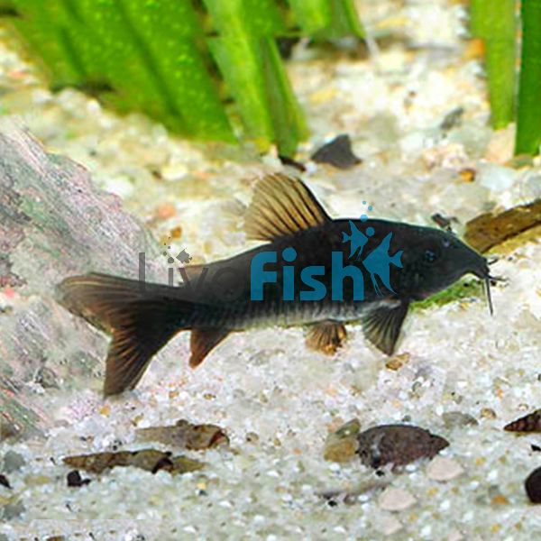Black Corydoras 3cm