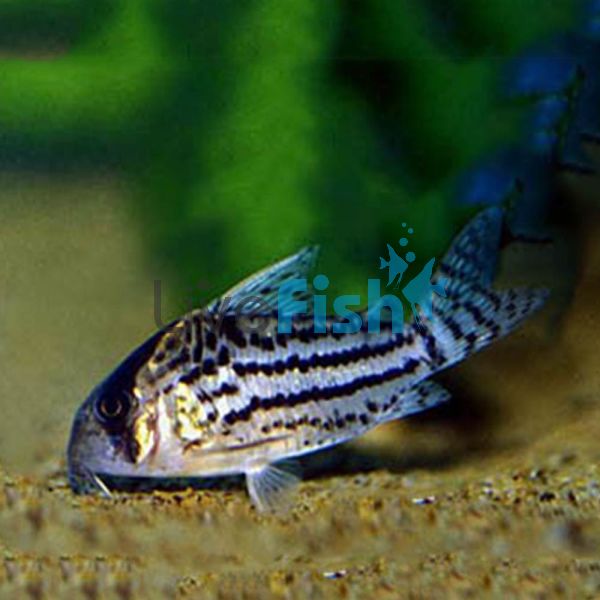 Corydoras Super Schwartzi Hifin XL 5cm