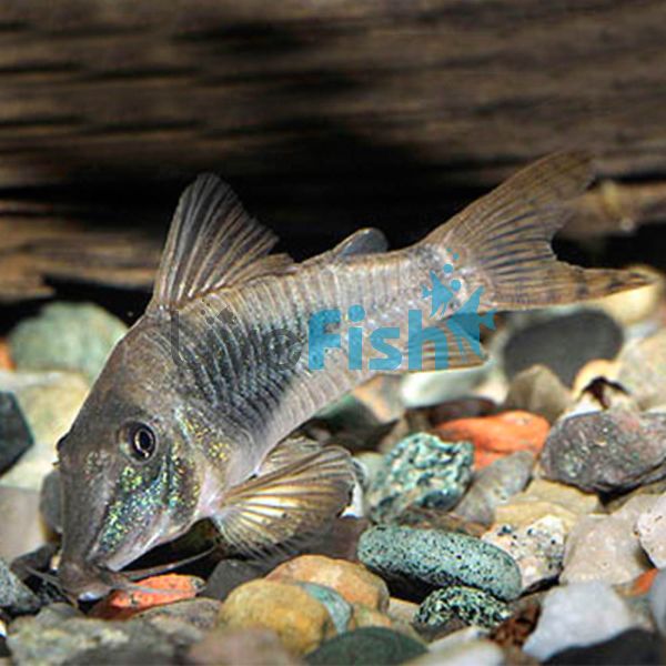 Corydoras Septrionalis 2.5cm