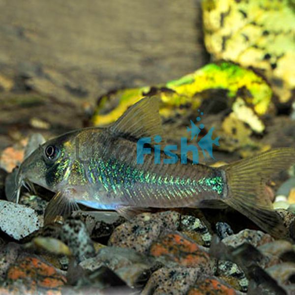 Septrionalis Corydoras - Wild Caught 4cm