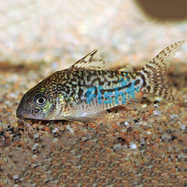 Sodalis Corydoras - Wild Caught 3.5cm