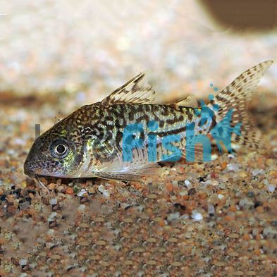 Sodalis Corydoras - Wild Caught 4cm