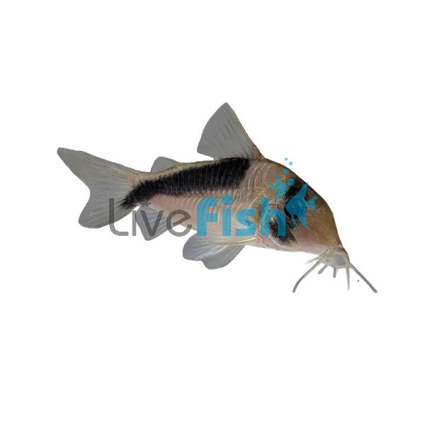 Corydoras Sp. CW106 - Wild Caught 4cm