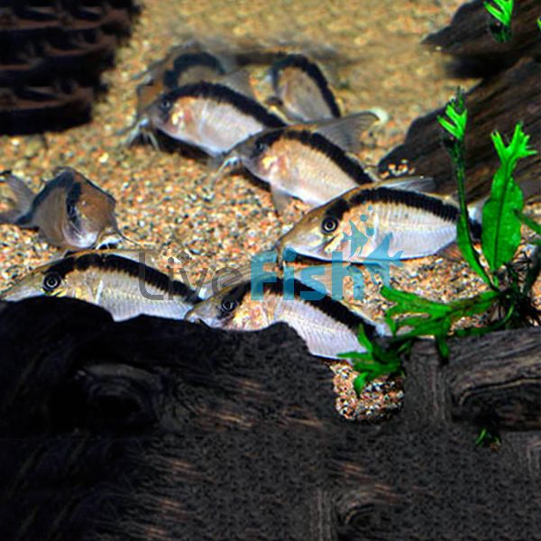 Bethanae Corydoras 4cm