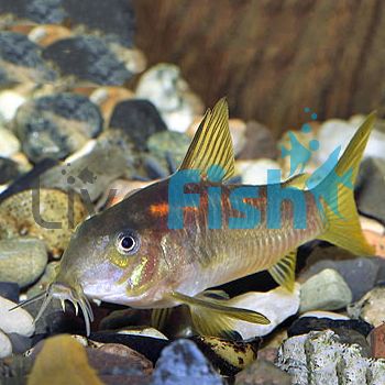 Corydoras Neon Red Stripe Corydoras Sp Cw014
