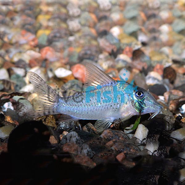 Sychri Corydoras - Wild Caught 4cm